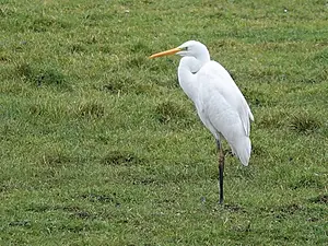 Pieter Divendal - grote zilverreiger.webp