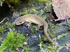 Kleine watersalamander-2024-08-27 kopie
