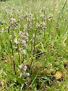 Moeraswespenorchis-bloeiend