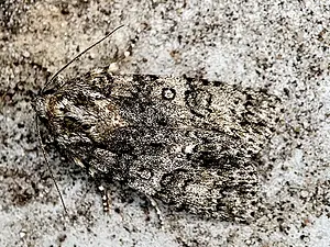 Zuringuil - Acronicta rumicis (Meidoorn, Weegbree, Hop, Roos, Braam, Zuring, Wilg, Brandnetel)