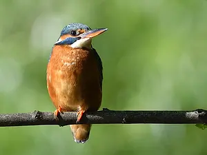 IJsvogel vrouw met rode ondersnavel (foto: Jan Jongejans).webp