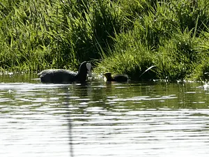 2025 april vogels kijken.webp