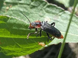 Zwartpootsoldaatje.webp