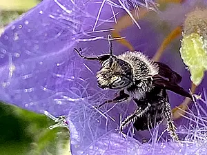 Grote klokjesbij -2-Ruig klokje- Chelostoma rapunculi-2025-05-21.webp