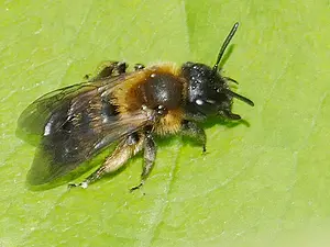 Tweekleurige zandbij-vrouw- Andrena bicolor-2020-06-12 11.09.11.webp