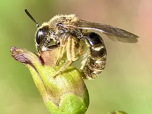 Geurgroefbij - op Knopig helmkruid - Lasioglossum (Sphecodogastra) spec. -2025-07-03.webp