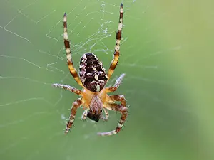 Kruisspin - Araneus diadematus-2022_07_14.webp