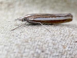 Witlijngrasmot - Agriphila latistria-2025-08-26.jpg