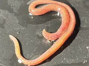 Beekworm Helodrilus oculatus.webp