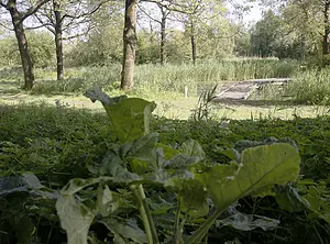 K-scheg-04-Buiksloterbreekpark-2-2024_05_11.webp