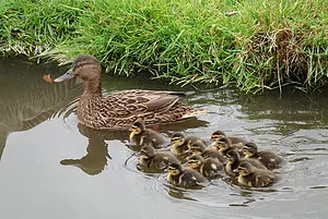 wilde eend.webp