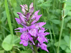 QR-paal 15 Rietorchis-Michiel de Goeje.webp