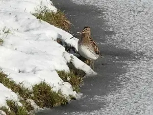 Watersnip-03.webp
