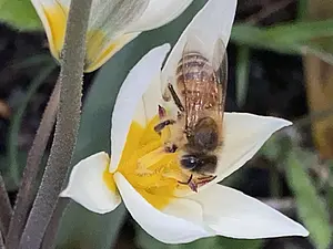 honingbij-op-wilde-tulp.webp