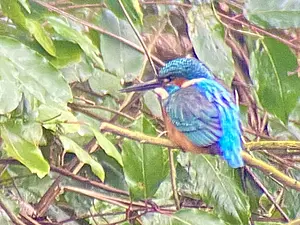 ijsvogel Henk.webp