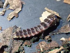 kortschildglimworm2.webp