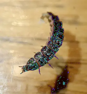 kortschildglimworm.webp