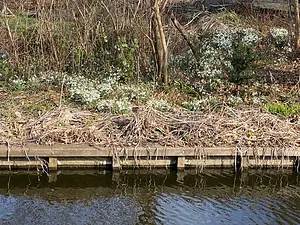 winterklokje.webp