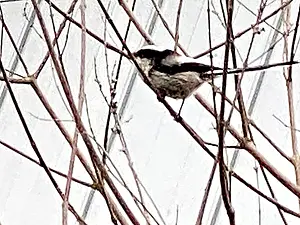 Staartmees  Aegithalos caudatus-2023-03-21.webp