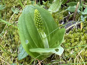 Grote keverorchis