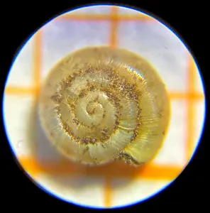 Aardschijfje.webp