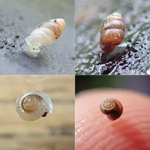 minislakjes