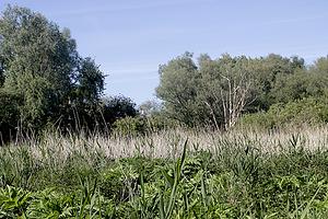 Vikingpad-Nachtegaal-2024_05_11.jpg