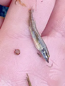 snoek baby.webp