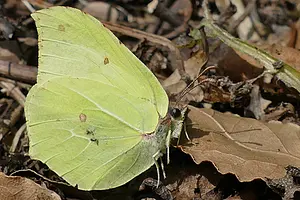 Citroenvlinder.webp