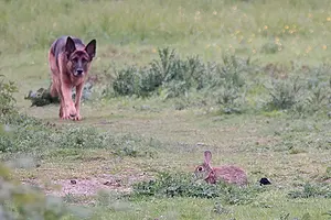 Konijntje met duitse herder kopie.webp