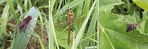 Insecten per drie2.jpg
