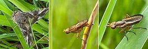 Insecten per drie7.jpg