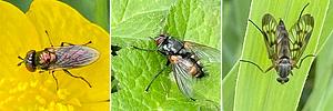 Insecten per drie9.jpg