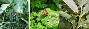 Insecten per drie3.jpg