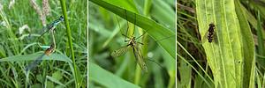 Insecten per drie4.jpg