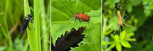 Insecten per drie5.jpg