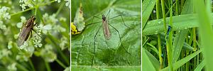 Insecten per drie6.jpg