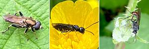Insecten per drie8.jpg