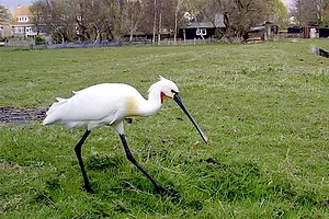 Lepelaar.webp