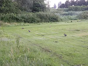 Konijn 4x- Oryctolagus cuniculus-2024-06-27 kopie