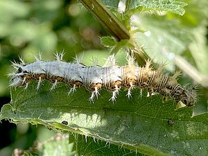 02-rups GA.webp